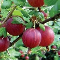 Gooseberries Hinnonmaki (Red) 6 Plants Bare Root