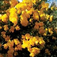 Gorse 1 Plant 9cm Pot