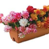 Golden & Pink Balcony Begonias 2 Pre-Planted Troughs