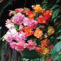 Golden & Pink Balcony Begonias 2 Pre-Planted Hanging Baskets
