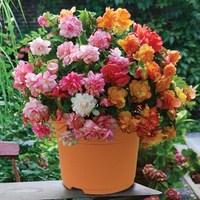 Golden & Pink Balcony Begonias 1 Pre-Planted Container