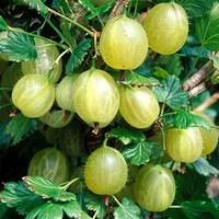 gooseberries hinnonmaki green 6 plants bare root