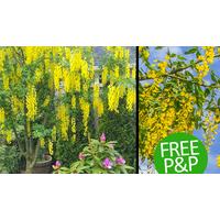 Golden Rain Tree - Voss laburnum - Free P&P