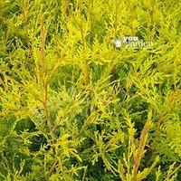 Golden Leylandii Conifer tree 2L 80cm tall