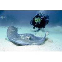 Grand Cayman Stingray City Dive