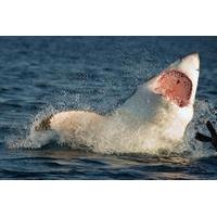 great white shark cage diving day tour from cape town