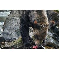 grizzly bears of the wild a first nations wildlife journey into the gr ...