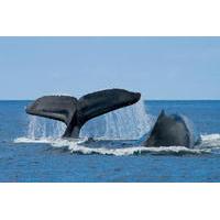 grand turk shore excursion whale watching adventure