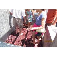 Grape Stomping Experience in San...