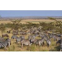 Great Serengeti Migration Trail