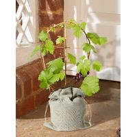Grape Vine Tree (Free Swiss Chocolates worth £6 for a limited time)