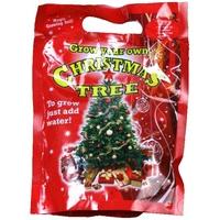 Grow Your Own Christmas Tree