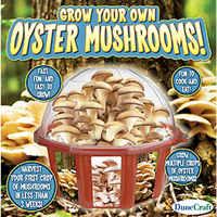 grow your own mushrooms dome terrarium uk