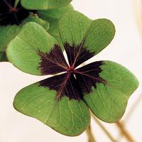 Grow Your Own Lucky Clover