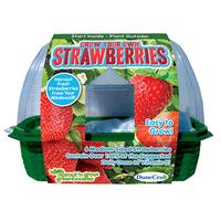 Grow Your Own Strawberries