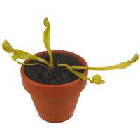Grow Your Own Venus Fly Trap