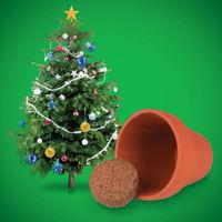 grow your own christmas tree