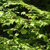 Green Beech (Hedging) - 500 bare root hedging plants