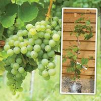 Grape \'Phoenix\' - 2 grape plants in 1.5 litre pots