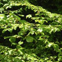 Green Beech (Hedging) - 1 bare root hedging plant