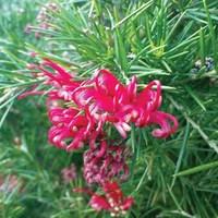 Grevillea Canberra Gem 3 x 9cm Plants