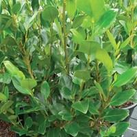 Griselinia littoralis Green Horizon PBR 3 x 9cm Plants