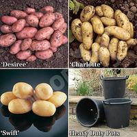Grow Your Own Patio Potato Kit - 3 varieites, pots & fertiliser