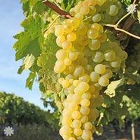 Grape Vine \'Supaga\' (White) 1L