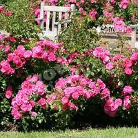 groundcover rose plant flowercarpet pink 3l pot