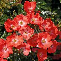 Groundcover Rose bush \'FlowerCarpet\' Sunset 3L