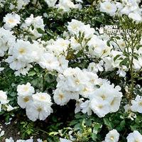 Groundcover Rose bush \'Flowercarpet White\' 3L pot