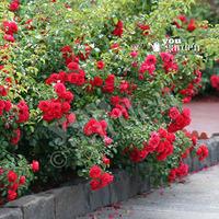 Groundcover Rose bush \'Flowercarpet Scarlet\' 3L pot