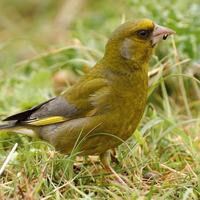 Greenfinch
