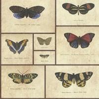 Graduate Collection Wallpapers Butterfly Print Natural World, Butterfly Print