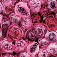 Graham & Brown Fresco Pink Roses Wallpaper