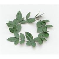 Green Laurel Leaf Headband