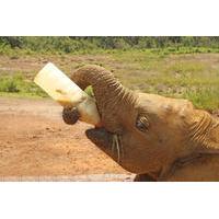 guided day tour in nairobi sheldrick trust elephant orphanage giraffe  ...