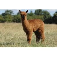 Guided Alpaca Farm Tour in Picturesque Warwickshire Countryside