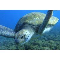 Guided Snorkeling with Turtles with Pictures in Tenerife