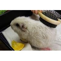 Guinea Pig Groomer Mini Experience for One Child