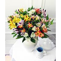 Guernsey Alstroemeria