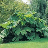 Gunnera manicata (Large Plant) - 2 x 5 litre potted gunnera plants