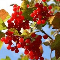 Guelder Rose (Hedging) - 1 bare root hedging plant