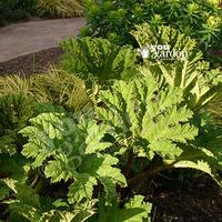 Gunnera manicata plants - 3 pack x 9cm pots