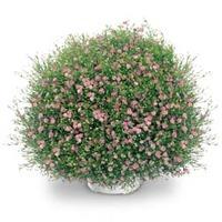 gypsophila muralis gypsy 1 packet 50 gypsophila seeds