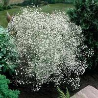Gypsophila paniculata - 1 packet (600 seeds)