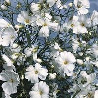 Gypsophila elegans \'Covent Garden\' - 1 packet (1500 gypsophila seeds)