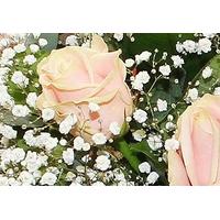 Gypsophila and Sweet Pink Roses