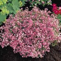 gypsophila repens rosea 4 bare root gypsophila plants