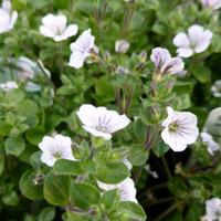 gypsophila cerastioides large plant 2 gypsophila plants in 1 litre pot ...